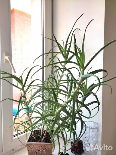 Комнатные цветы алоэ