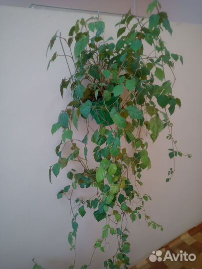 Комнатные растения и их укорененные отростки