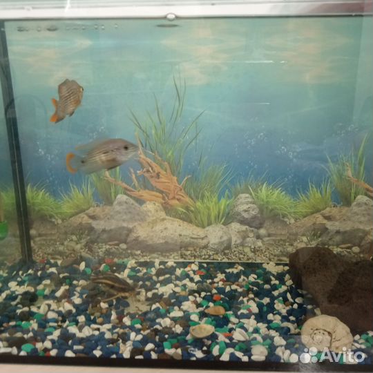 Аквариум
