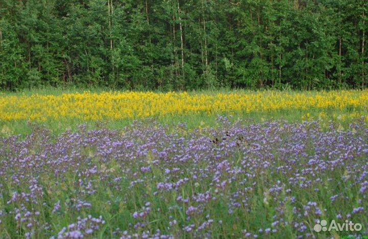 2023 года Мед из Алтая опт