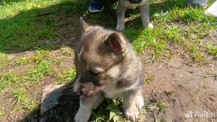 Щенки Хаски