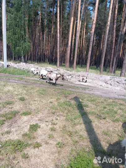 Козочки 2 месяца