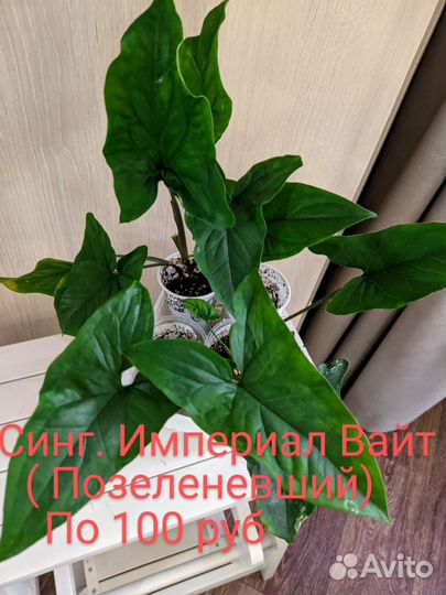 Сингониумы сортовые