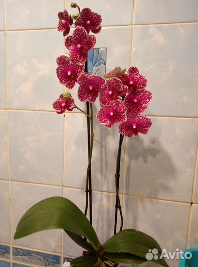 Коллекционные орхидеи