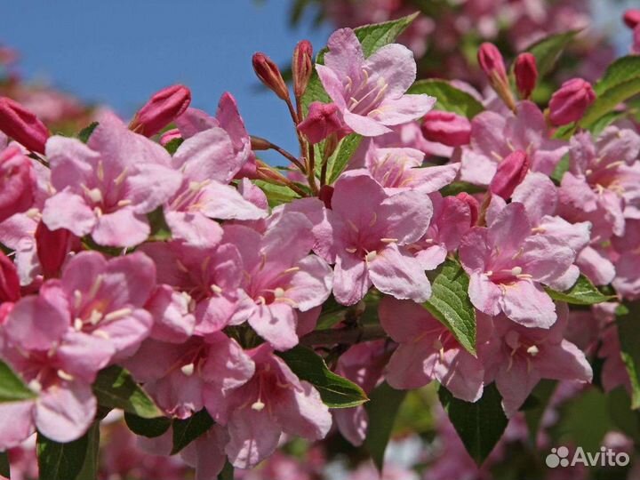 Саженцы вейгела форзиция