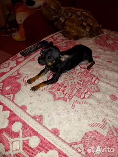 Вязка мини той-терьер