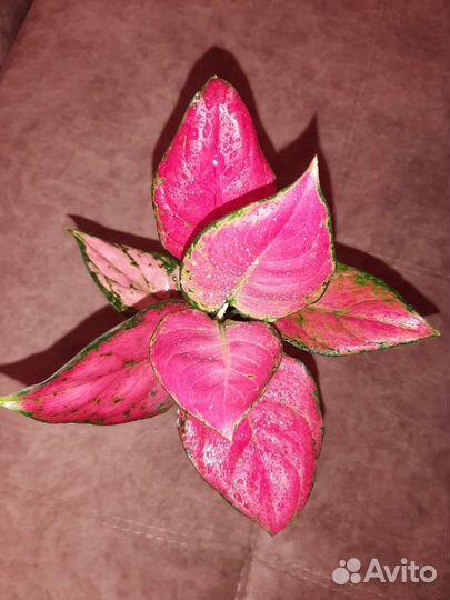 Сортовые аглаонемы