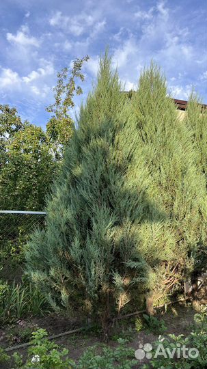 Можжевельник скальный