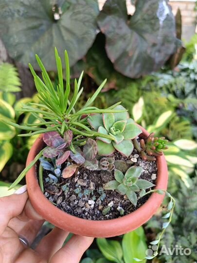 Суккуленты, композиции