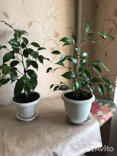 Фикус бенджамина