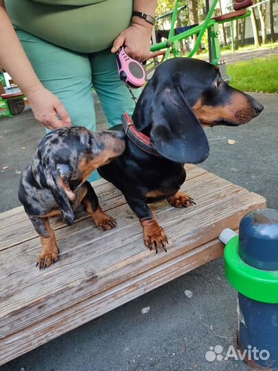 Карликовая такса щенки