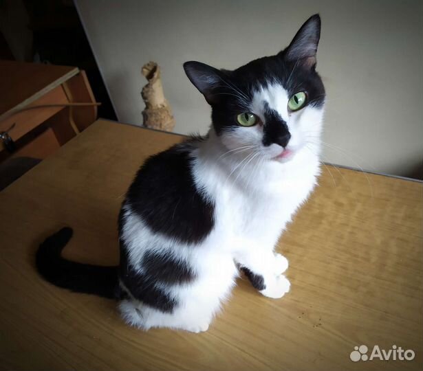 Миниатюрная кошечка