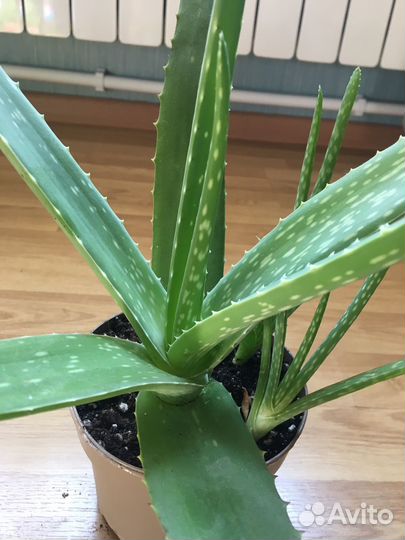 Комнатные растения, цветы