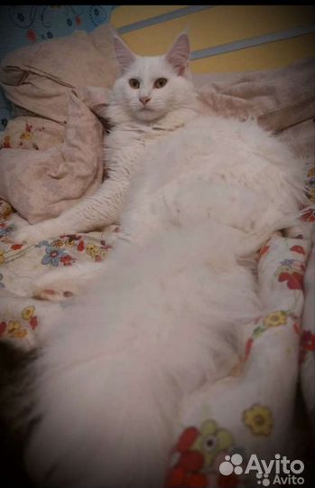 Котята мейн-кун