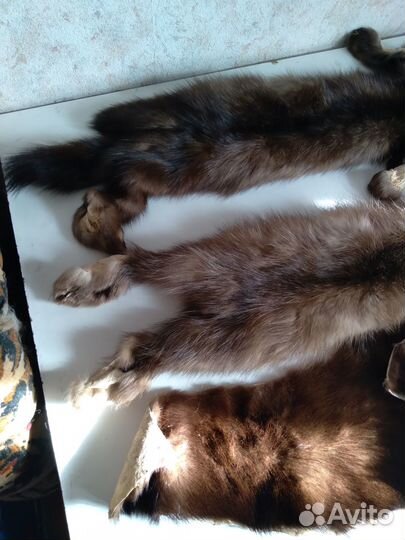 Норка шкурки, мутон от