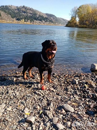 Вязка кобель