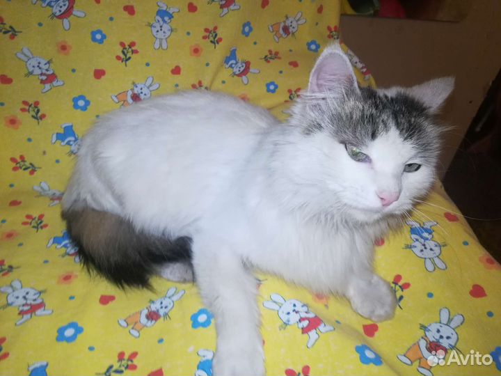 Кошка стерилизованная в добрые руки