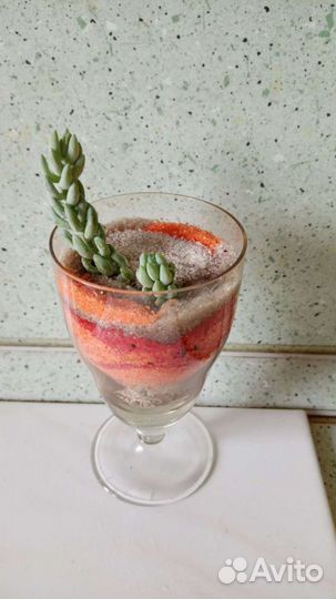 Сукулент очиток 