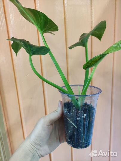 Филодендрон гигантум вариегатный