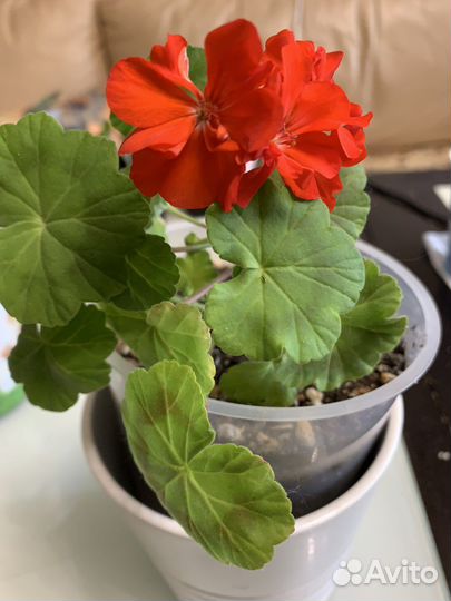 Пеларгония герань