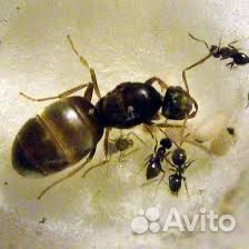 Lasius niger (чёрный садовый муравей) для фермы