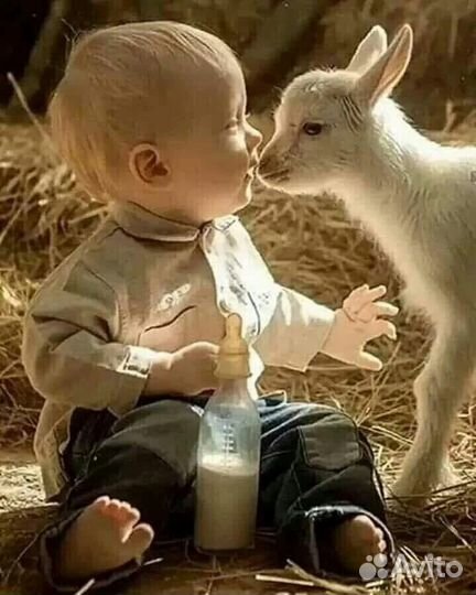 Козье молоко