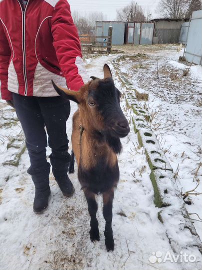 Чешский козел