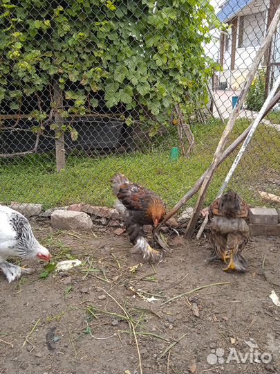 Петухи породы Брама и Кохинхин