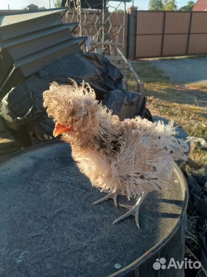 Куры петухи