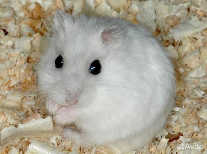 Хомячки джунгарики и Роборовского