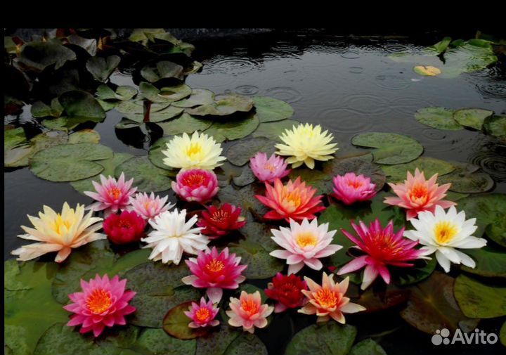 Продаю растения для пруда