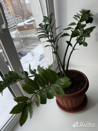 Замиокулькас