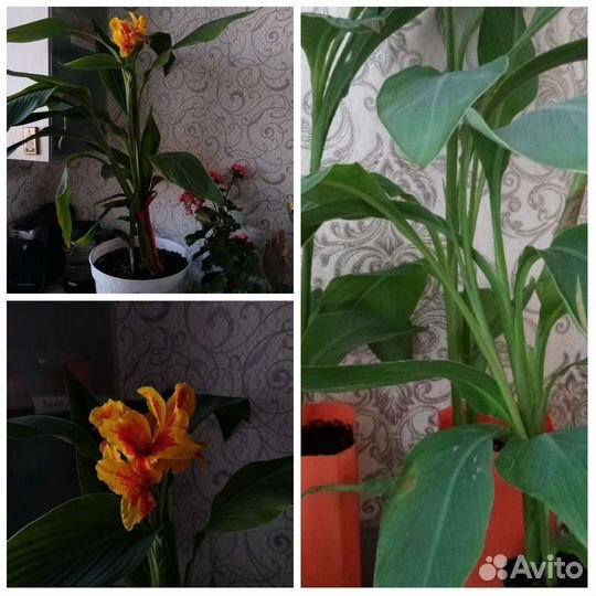 Канны желтые