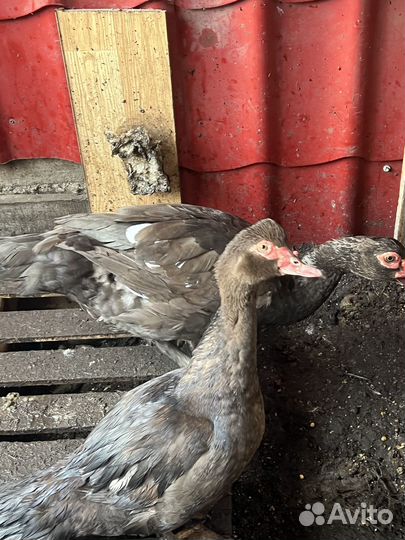 Куры, индоутки