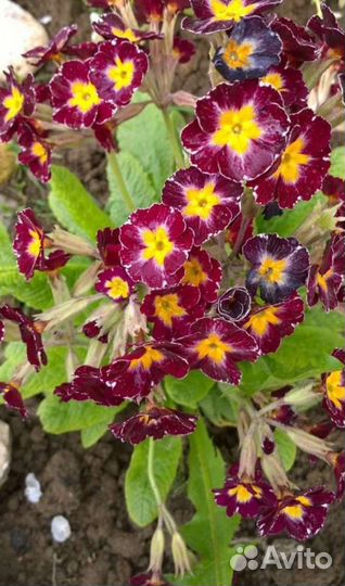 Ирис хоста примула лилейник