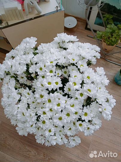 Красные розы Эквадор, хризантемы Эквадор