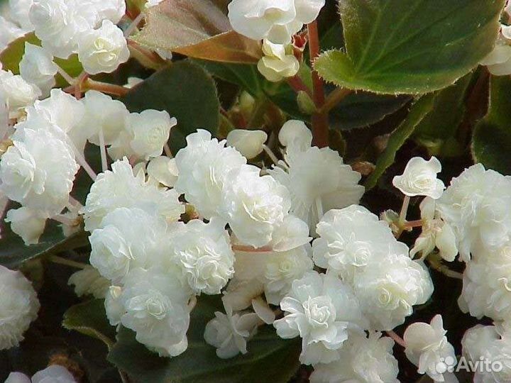 Бегония, королевская пеларгония