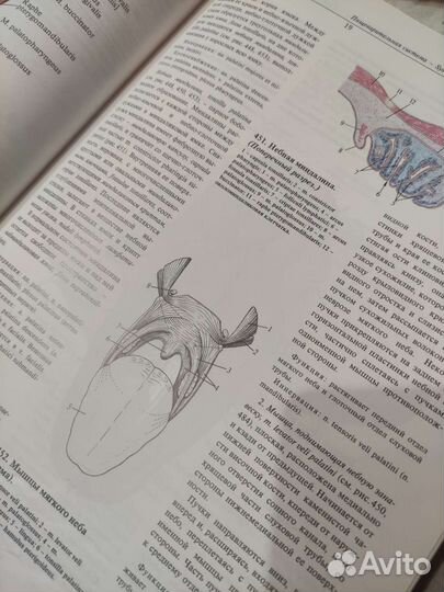 Атлас анатомии человека синельников том 1