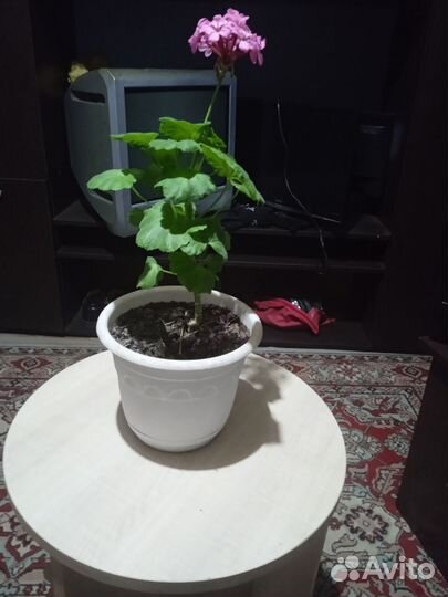 Пеларгония