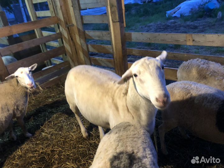 Бараны дорпер