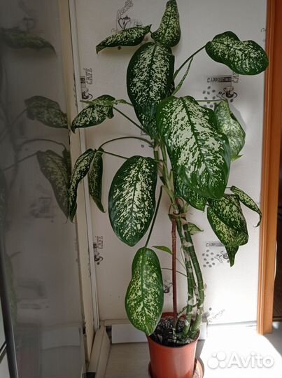 Диффенбахия