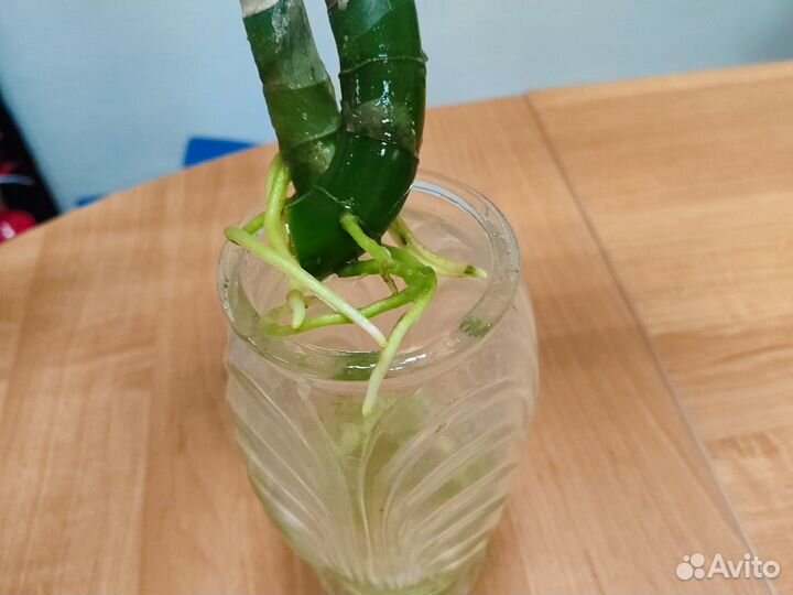 Диффенбахия