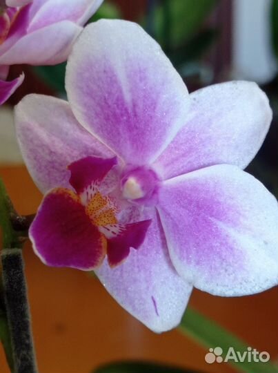 Орхидея фаленопсис мини цветут