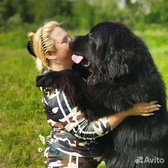 Щенки ньюфаундленда