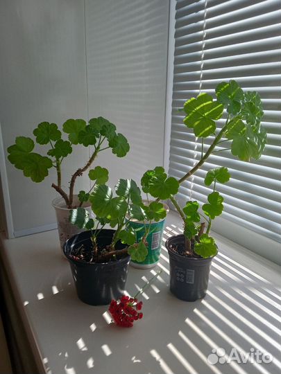 Комнатные растения цветы