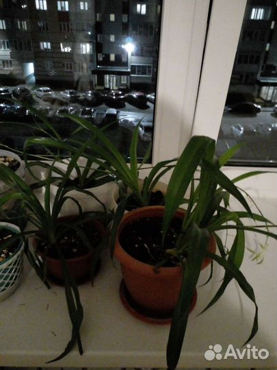 Хлорофитум.продаю без горшков.цена за штуку
