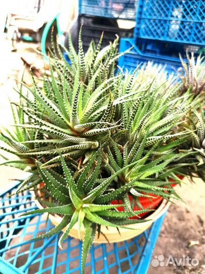 Хавортия суккулент