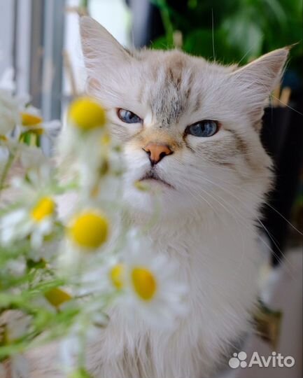 Передержка кошек и маленьких собак