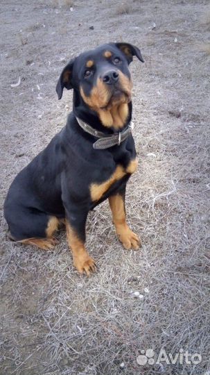 Дрессировка собак с.Покойное