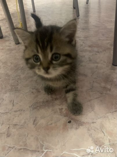 Котенок британец(девочка) 3 месяца